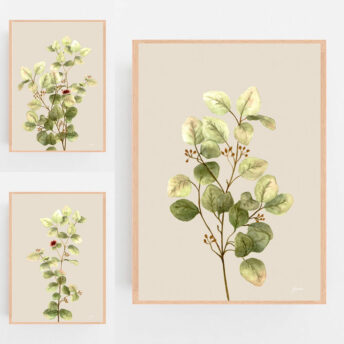 Eucalyptus-Native-Living-2-in-Ivory-Fine-Art-Print-Tas-LifeStyle