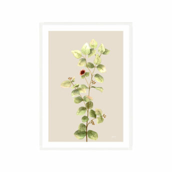 Eucalyptus-Native-Living-2-in-Ivory-Fine-Art-Print-White-WB