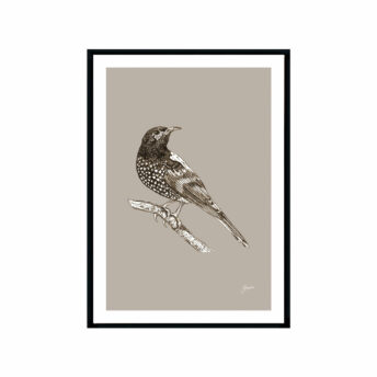 Regent-Honeyeater-Australian-Bird-in--Pine-Cone-Fine-Art-Print-Black