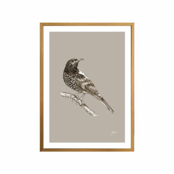 Regent-Honeyeater-Australian-Bird-in--Pine-Cone-Fine-Art-Print-Tas