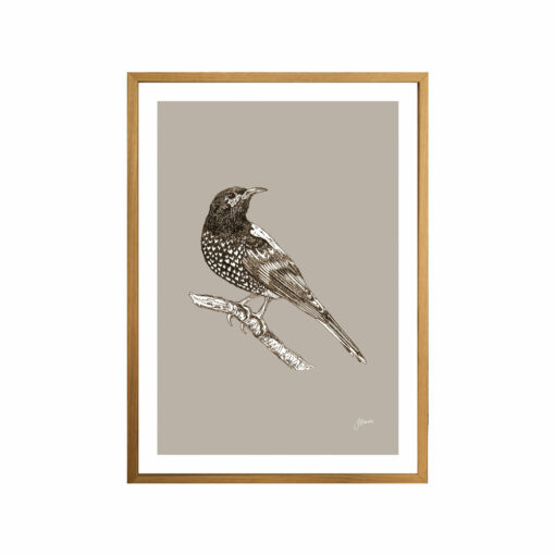 Regent-Honeyeater-Australian-Bird-in--Pine-Cone-Fine-Art-Print-Tas