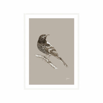 Regent-Honeyeater-Australian-Bird-in--Pine-Cone-Fine-Art-Print-White
