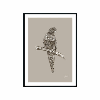 Rosella-Australian-Bird-in-Pine-Cone-Fine-Art-Print-Black