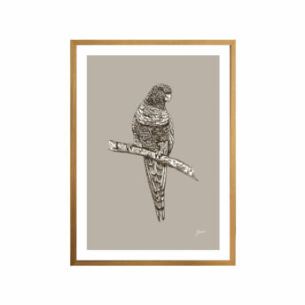 Rosella-Australian-Bird-in-Pine-Cone-Fine-Art-Print-Tas