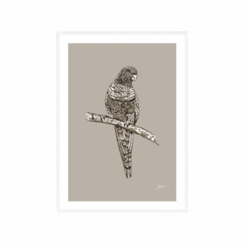Rosella-Australian-Bird-in-Pine-Cone-Fine-Art-Print-White