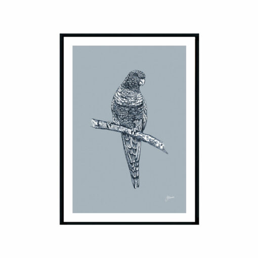 Rosella-Australian-Bird-in-Wedgewood-Blue-Fine-Art-Print-Black