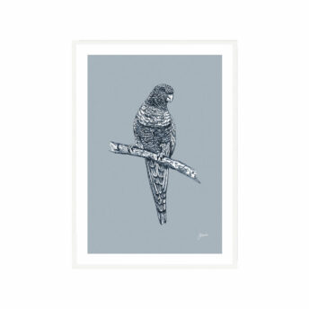 Rosella-Australian-Bird-in-Wedgewood-Blue-Fine-Art-Print-White