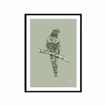 Rosella-Australian-Bird-in-Willow-Green-Fine-Art-Print-Black