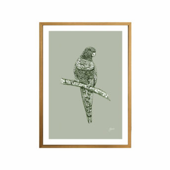 Rosella-Australian-Bird-in-Willow-Green-Fine-Art-Print-Tas