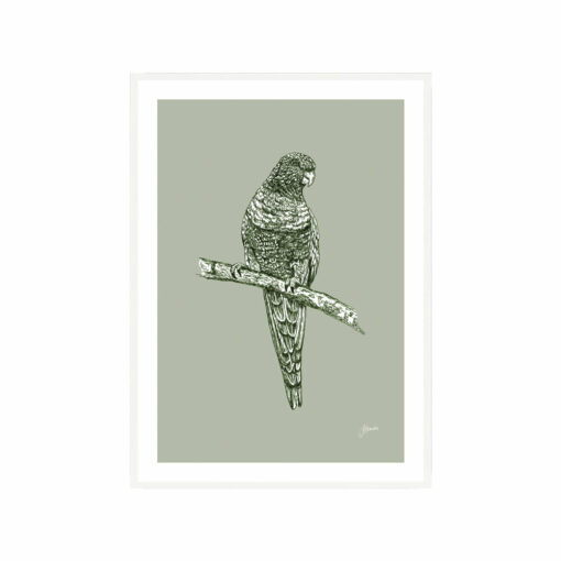 Rosella-Australian-Bird-in-Willow-Green-Fine-Art-Print-White