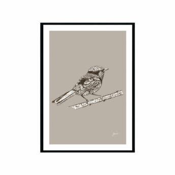 Splendid-Fairy-Wren-Australian-Bird-in-Pine-Cone-Fine-Art-Print-Black