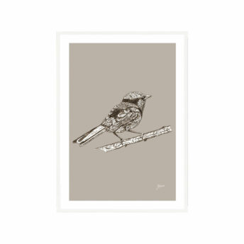 Splendid-Fairy-Wren-Australian-Bird-in-Pine-Cone-Fine-Art-Print-White