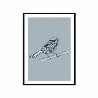 Splendid-Fairy-Wren-Australian-Bird-in-Wedgewood-Blue-Fine-Art-Print-Black