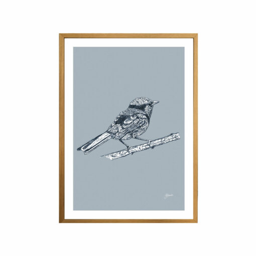 Splendid-Fairy-Wren-Australian-Bird-in-Wedgewood-Blue-Fine-Art-Print-Tas