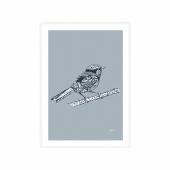 Splendid-Fairy-Wren-Australian-Bird-in-Wedgewood-Blue-Fine-Art-Print-White
