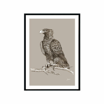 Wedgetail-Eagle-Australian-Bird-in-Pine-Cone-Fine-Art-Print-Black