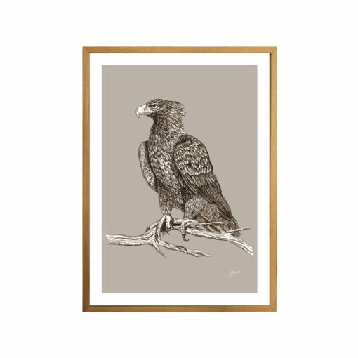 Wedgetail-Eagle-Australian-Bird-in-Pine-Cone-Fine-Art-Print-Tas