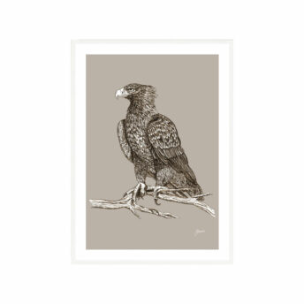 Wedgetail-Eagle-Australian-Bird-in-Pine-Cone-Fine-Art-Print-White