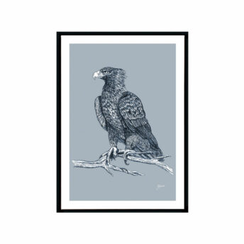 Wedgetail-Eagle-Australian-Bird-in-Wedgewood-Blue-Fine-Art-Print-Black