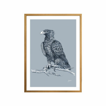 Wedgetail-Eagle-Australian-Bird-in-Wedgewood-Blue-Fine-Art-Print-Tas