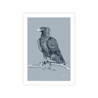 Wedgetail-Eagle-Australian-Bird-in-Wedgewood-Blue-Fine-Art-Print-White