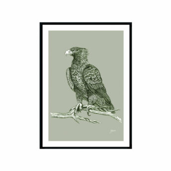 Wedgetail-Eagle-Australian-Bird-in-Willow-Green-Fine-Art-Print-Black