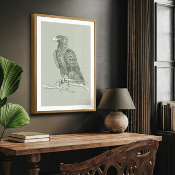 Wedgetail-Eagle-Australian-Bird-in-Willow-Green-Fine-Art-Print-LifeStyle1