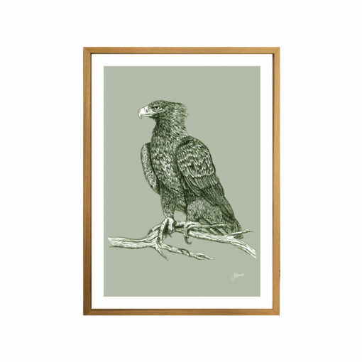 Wedgetail-Eagle-Australian-Bird-in-Willow-Green-Fine-Art-Print-Tas