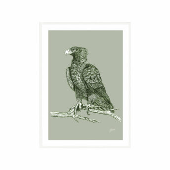 Wedgetail-Eagle-Australian-Bird-in-Willow-Green-Fine-Art-Print-White