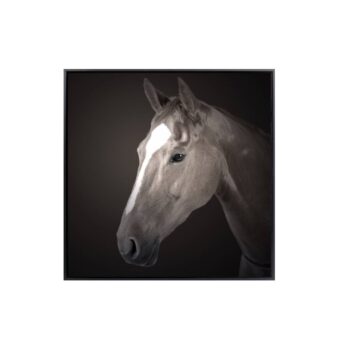Scout the Brown Horse Wall Art Canvas