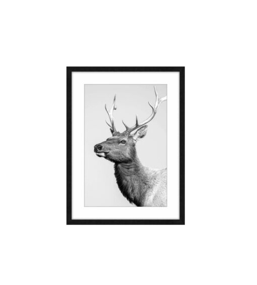 Colton Deer Framed Wall Art