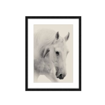 Apollo the White Horse Framed Wall Art