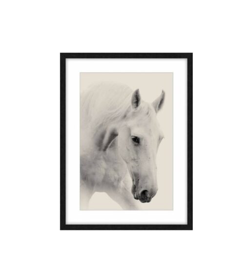 Apollo the White Horse Framed Wall Art